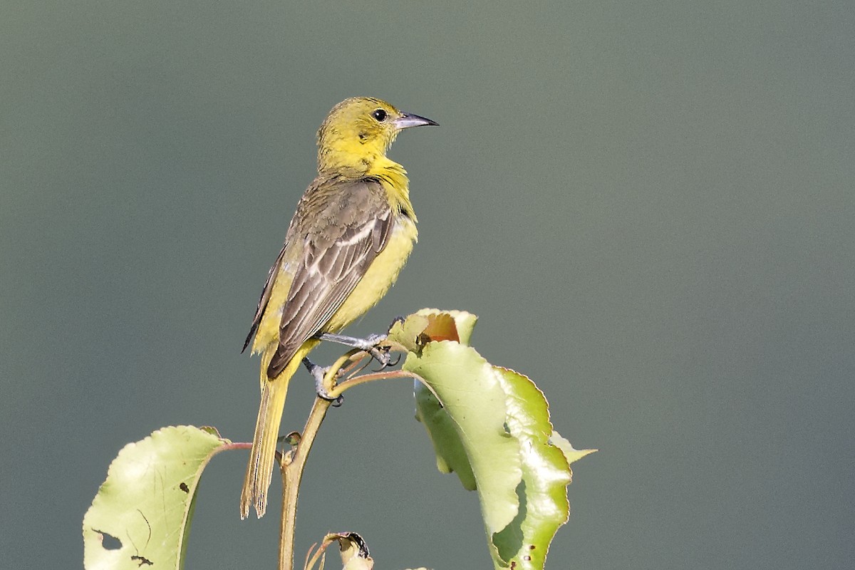 Orchard Oriole - ML620567699