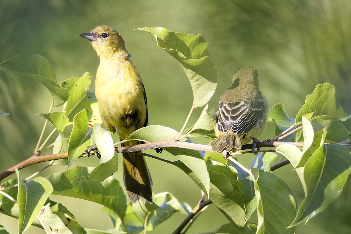 Orchard Oriole - ML620567700