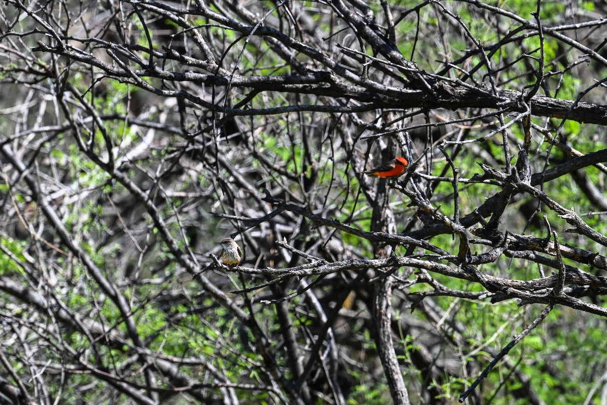 Vermilion Flycatcher - Maryse Neukomm