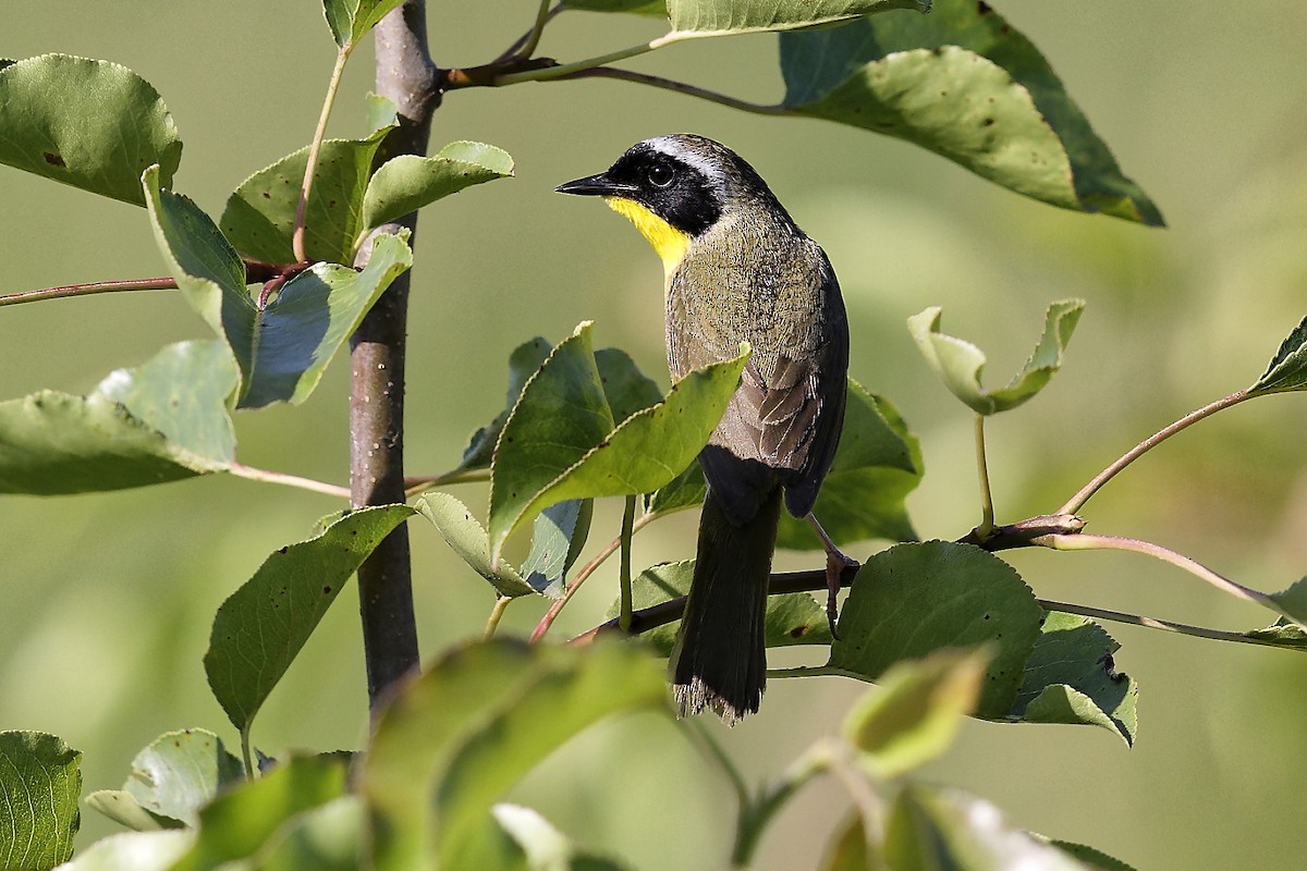 Common Yellowthroat - ML620567713