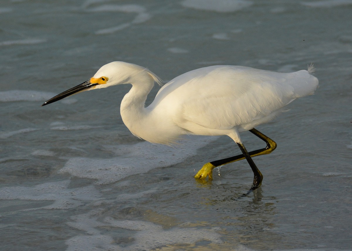 Snowy Egret - ML620567717