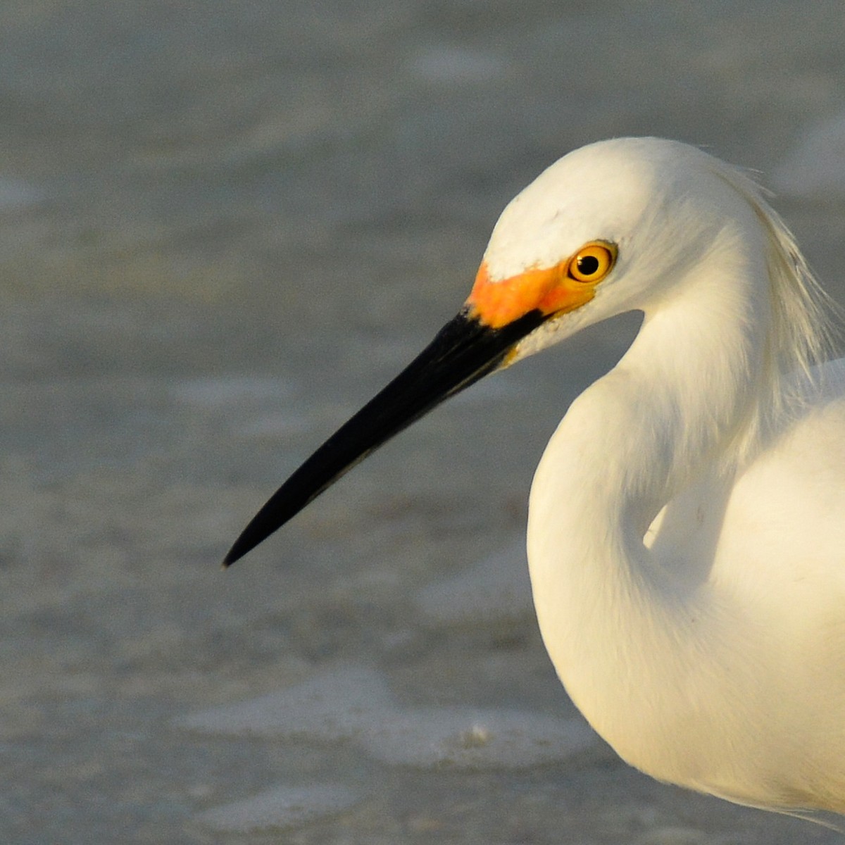 Snowy Egret - ML620567728