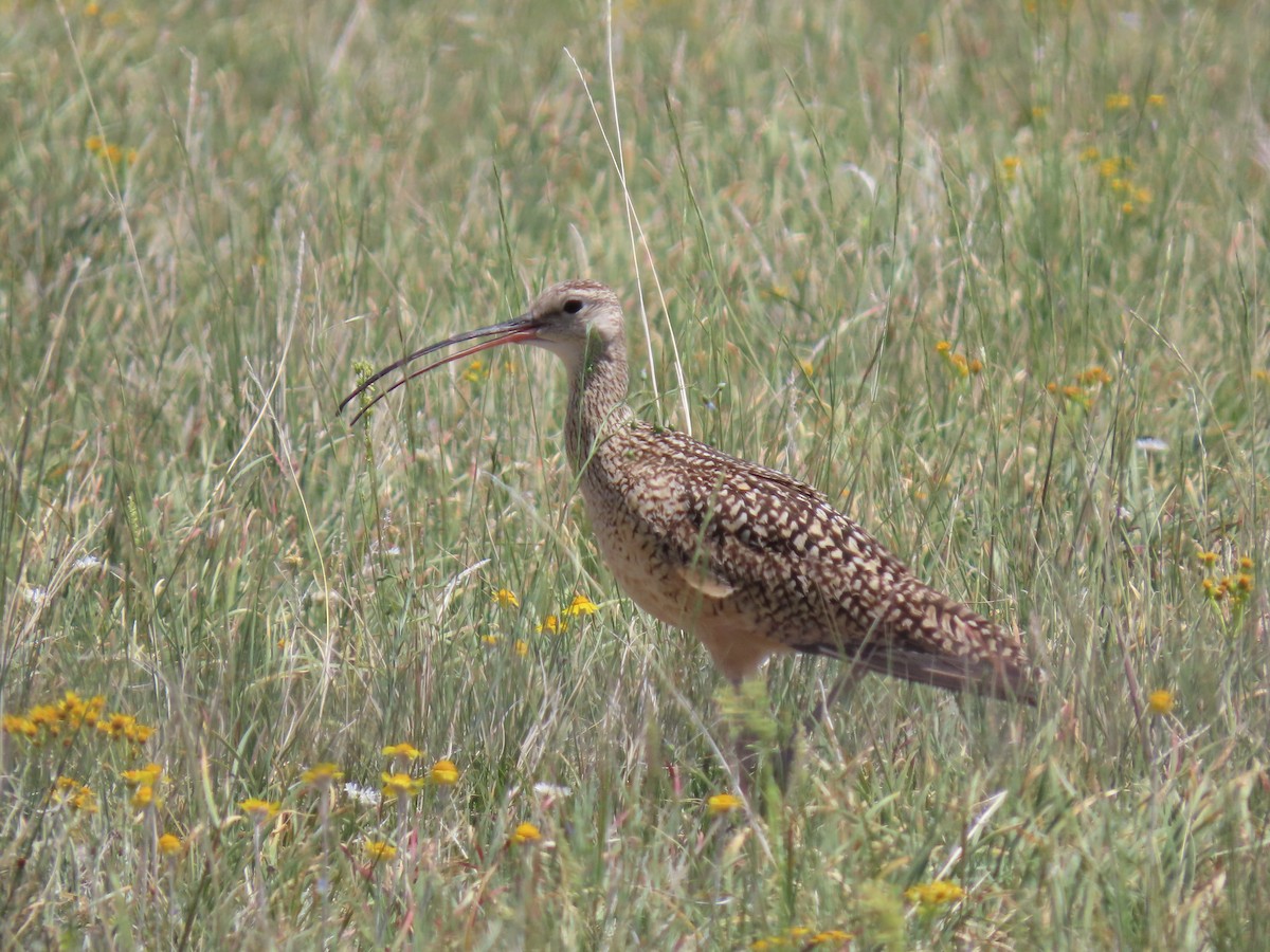 Long-billed Curlew - ML620567763