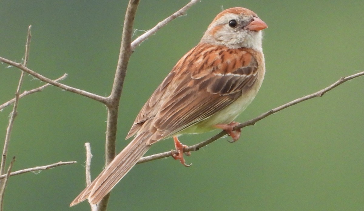 Field Sparrow - ML620567765