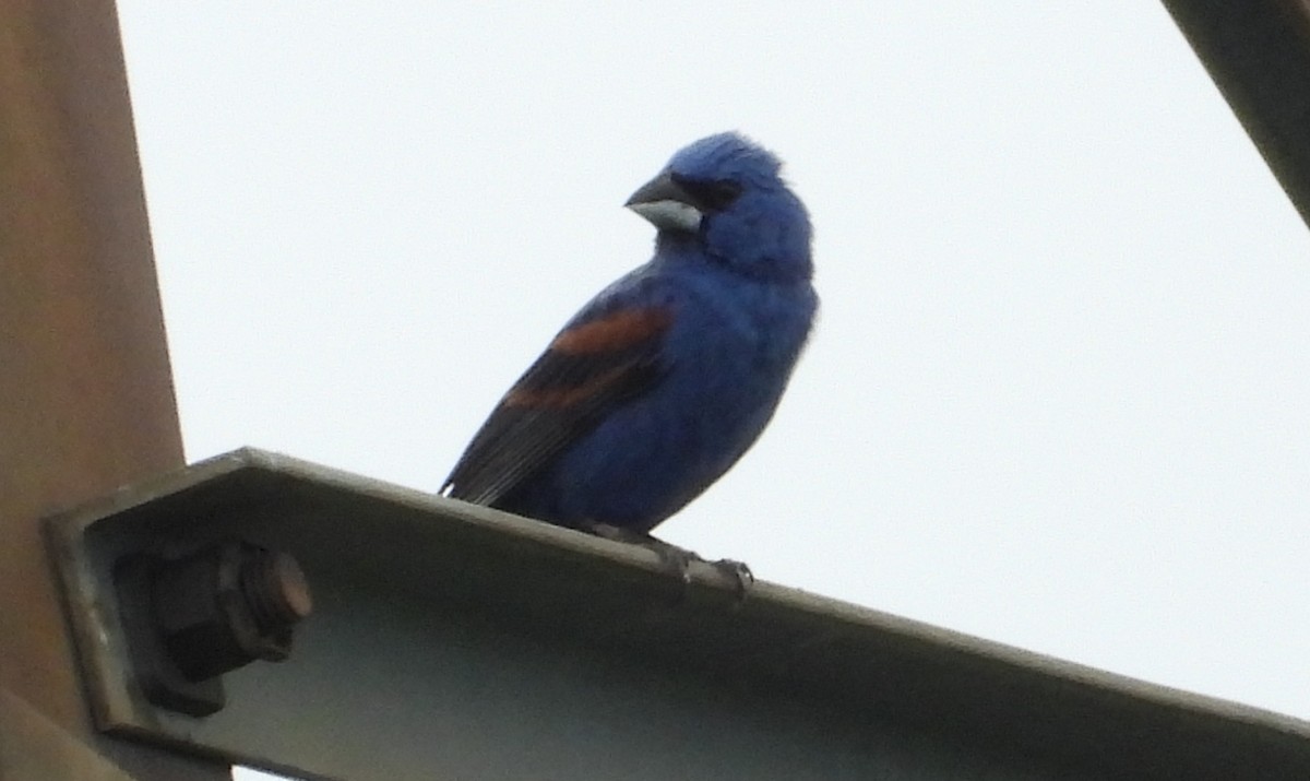 Blue Grosbeak - ML620567770