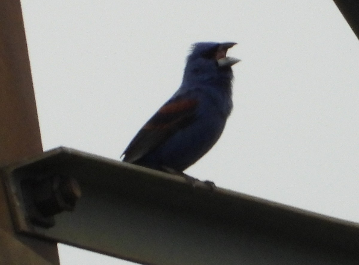 Blue Grosbeak - ML620567771