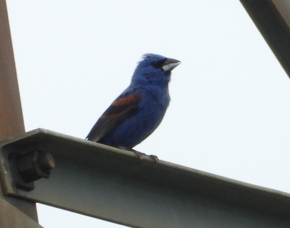 Blue Grosbeak - ML620567774