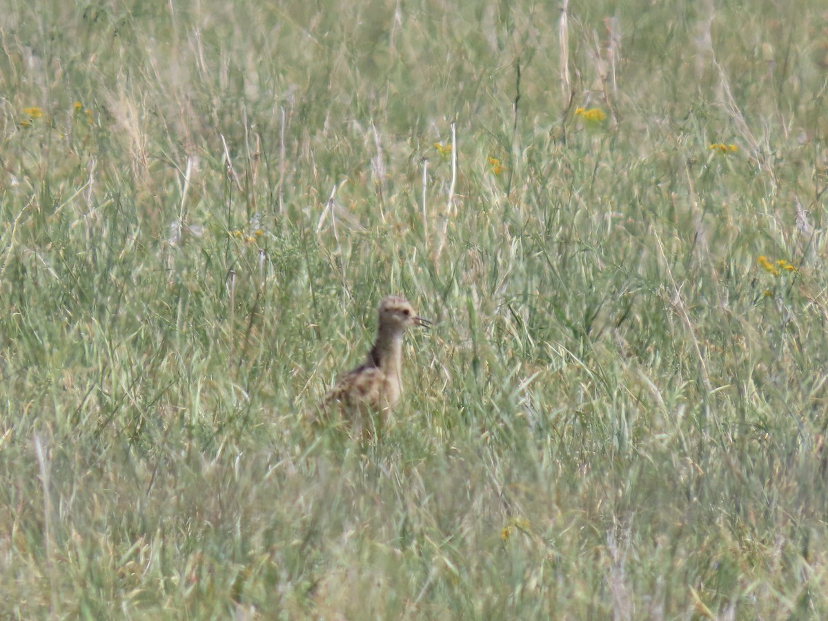 Rostbrachvogel - ML620567782