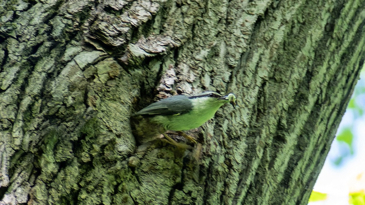 Eurasian Nuthatch - ML620567784