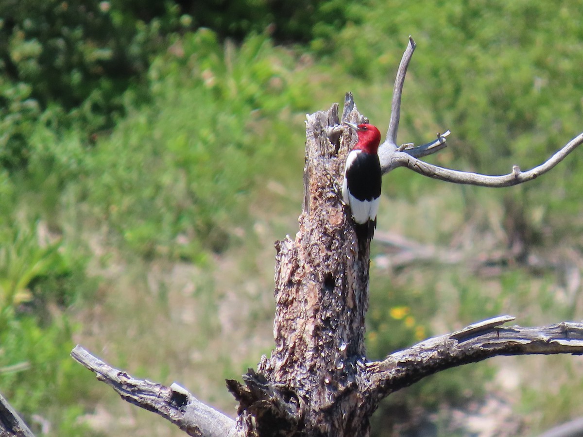 Red-headed Woodpecker - ML620567799