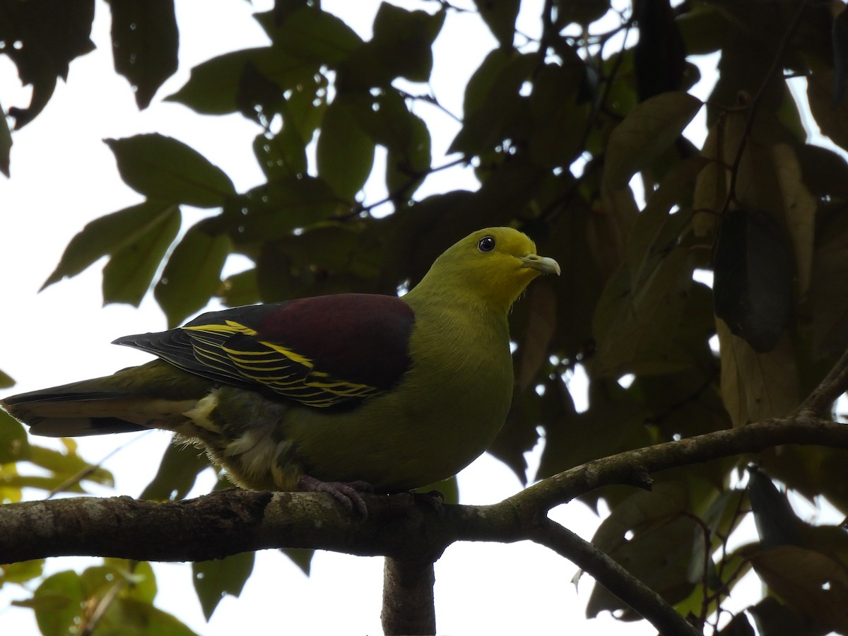 Sri Lanka Green-Pigeon - ML620567807