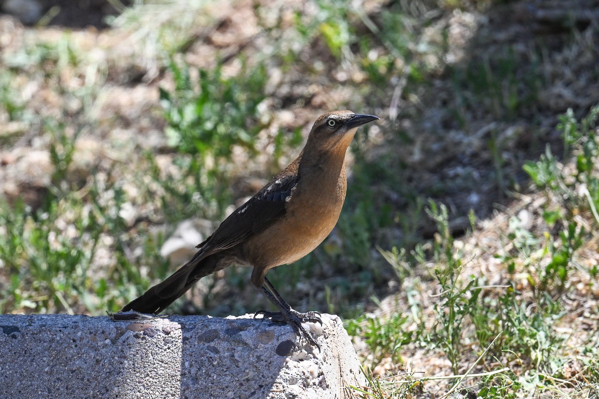 Great-tailed Grackle - ML620567808