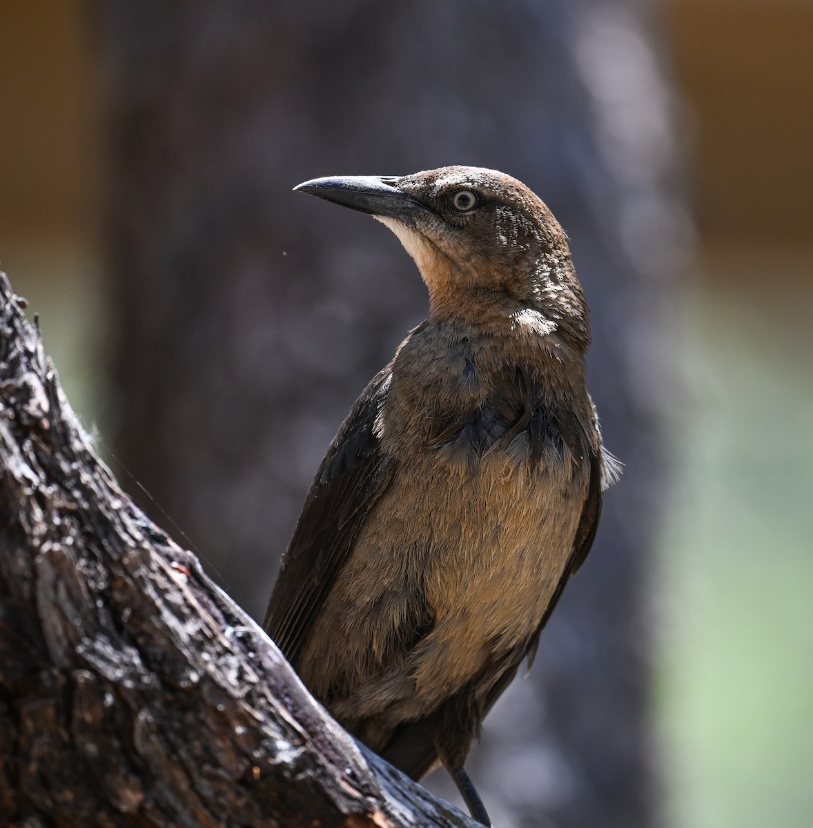 Great-tailed Grackle - ML620567810