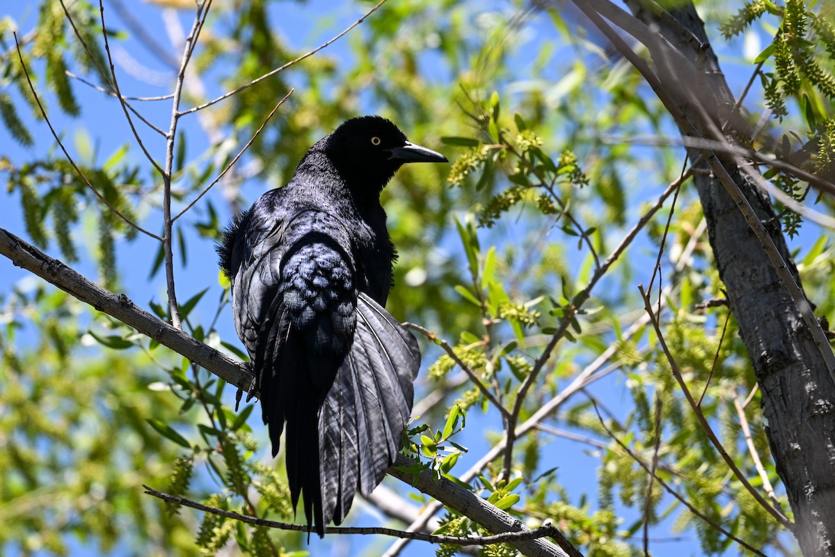 Great-tailed Grackle - ML620567811