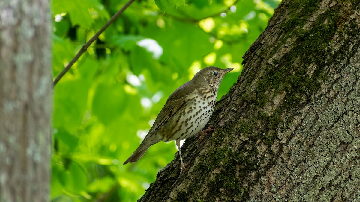 Song Thrush - ML620567823