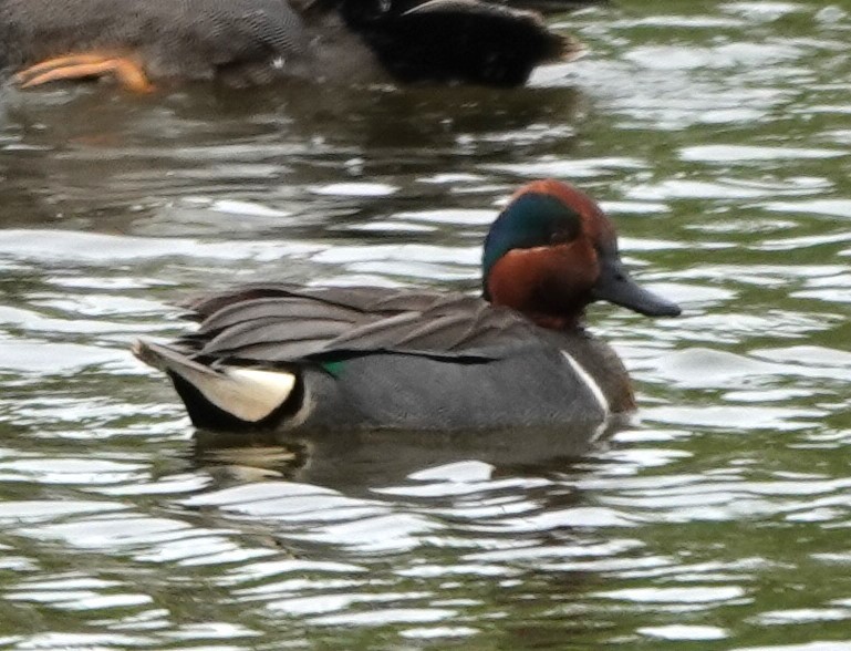 Green-winged Teal - ML620567829