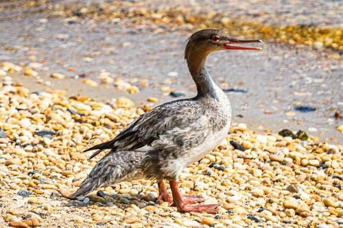 Red-breasted Merganser - ML620567856