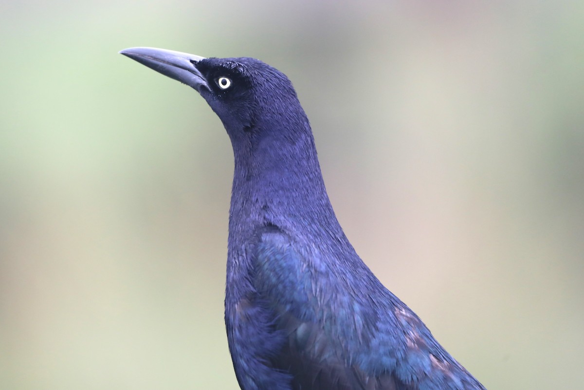 Great-tailed Grackle - ML620567861
