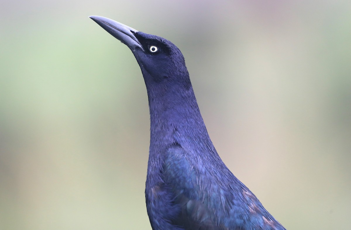 Great-tailed Grackle - ML620567862