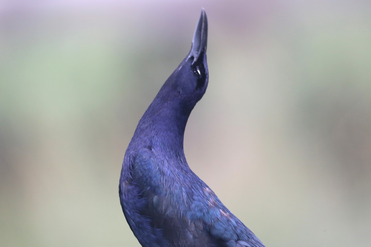 Great-tailed Grackle - ML620567865