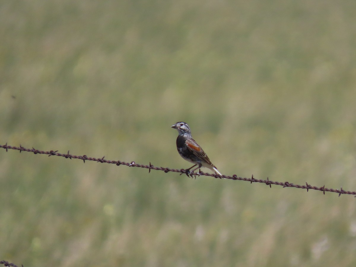 Thick-billed Longspur - ML620567866