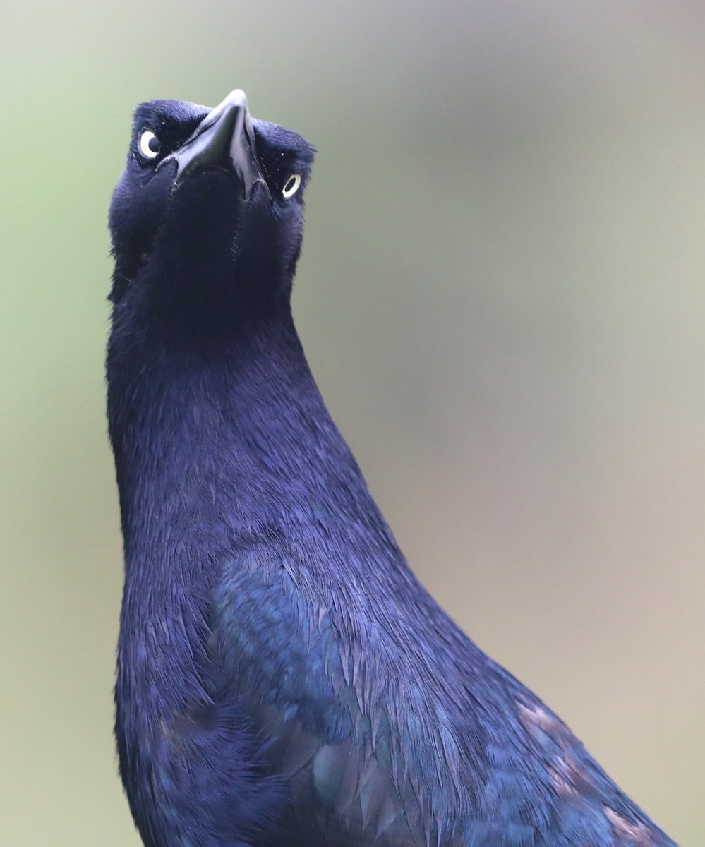 Great-tailed Grackle - ML620567867