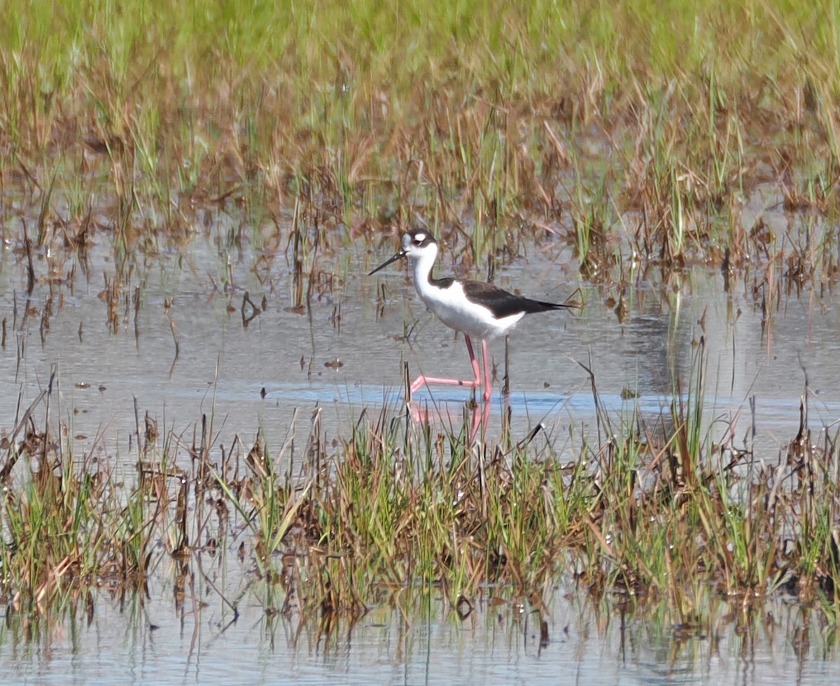 Cigüeñuela Cuellinegra - ML620567868