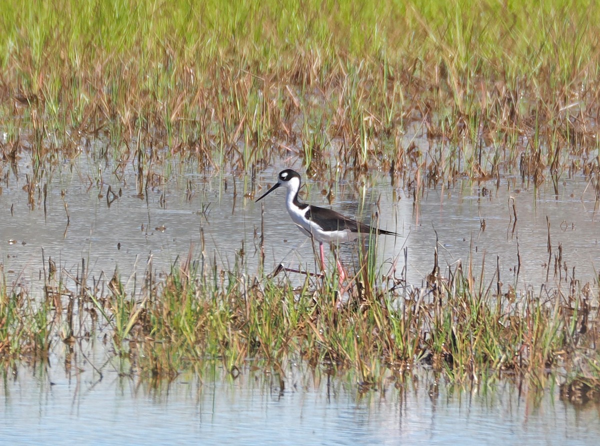 Black-necked Stilt - ML620567875