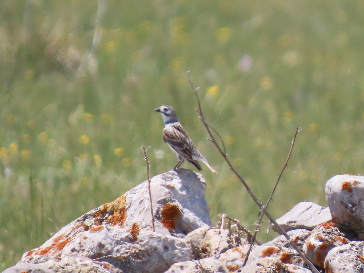 Thick-billed Longspur - ML620567882