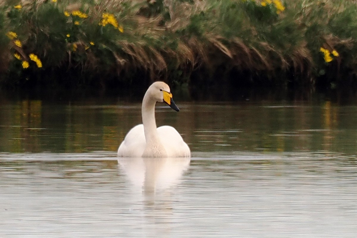 Whooper Swan - Donna Pomeroy