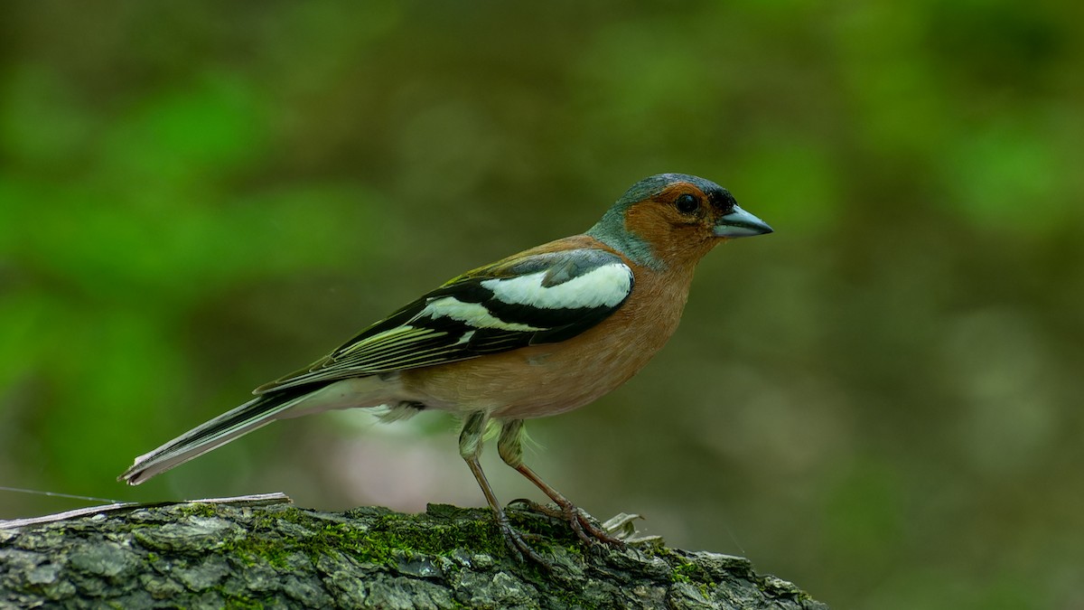 Common Chaffinch - ML620567931