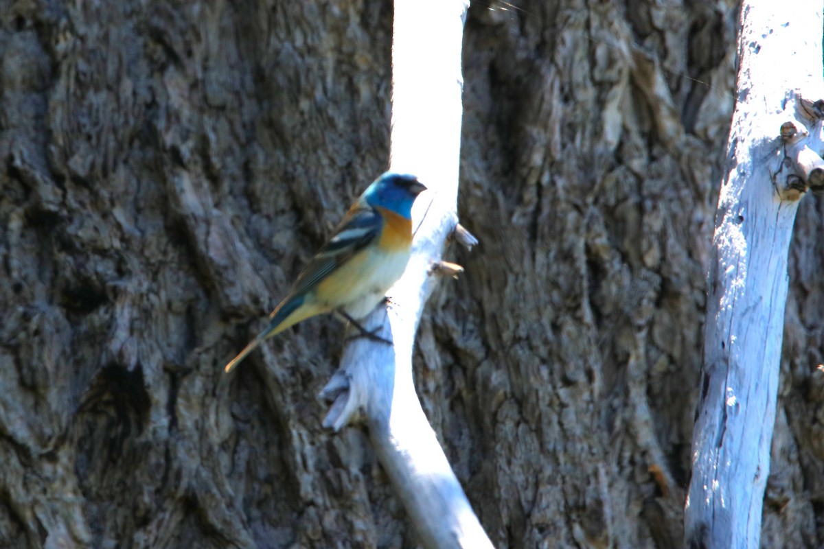 Lazuli Bunting - ML620567935