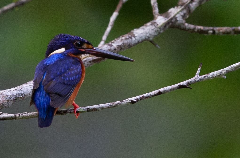 Blue-eared Kingfisher - ML620567941