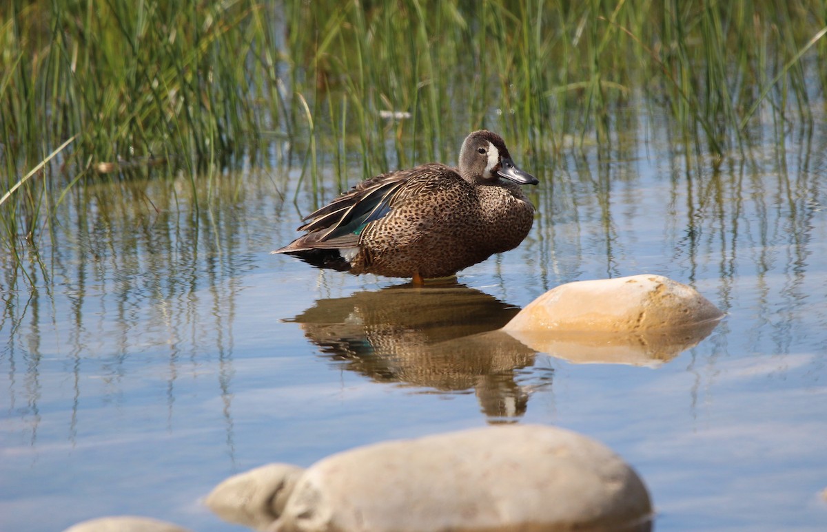 Blue-winged Teal - ML620567943