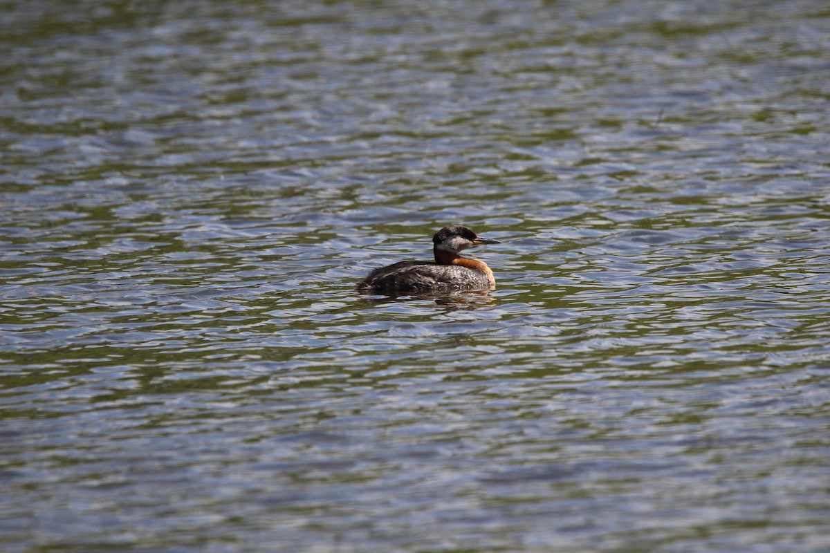 Red-necked Grebe - ML620567986