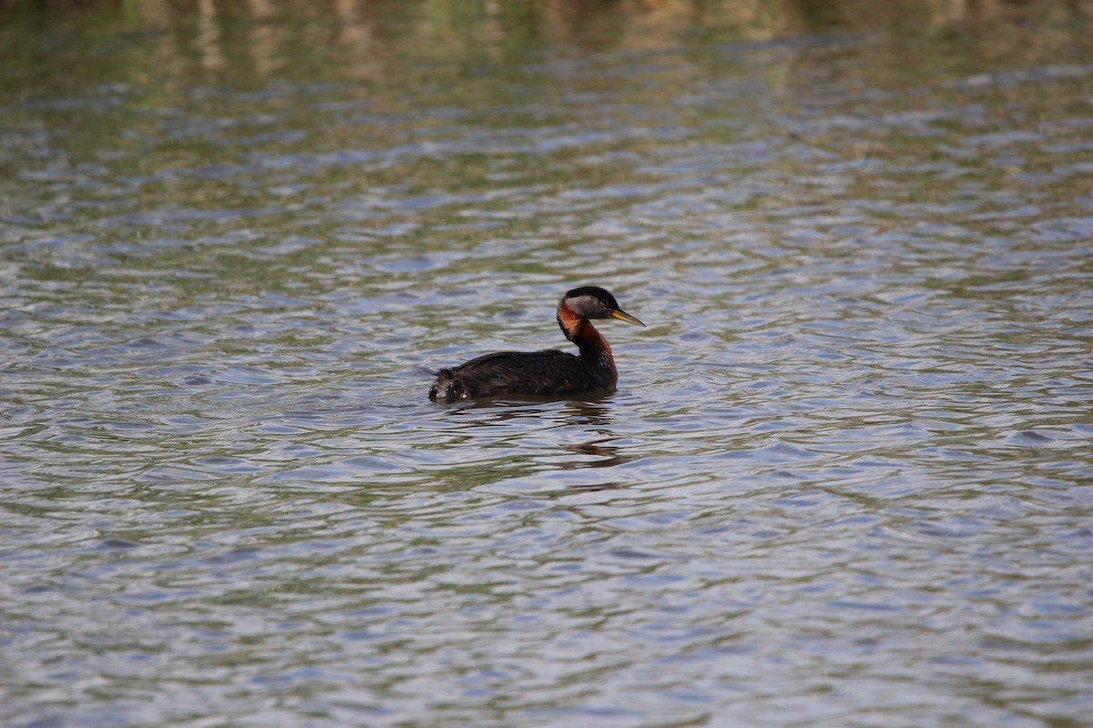 Red-necked Grebe - ML620567987