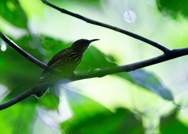 Purple-naped Spiderhunter - ML620568000