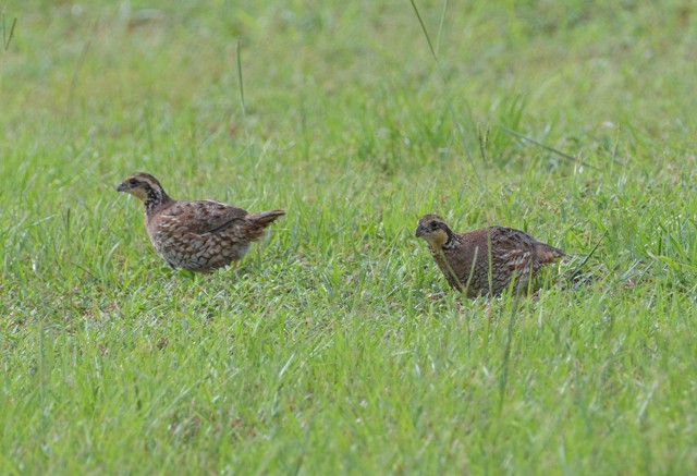 Northern Bobwhite - ML620568001