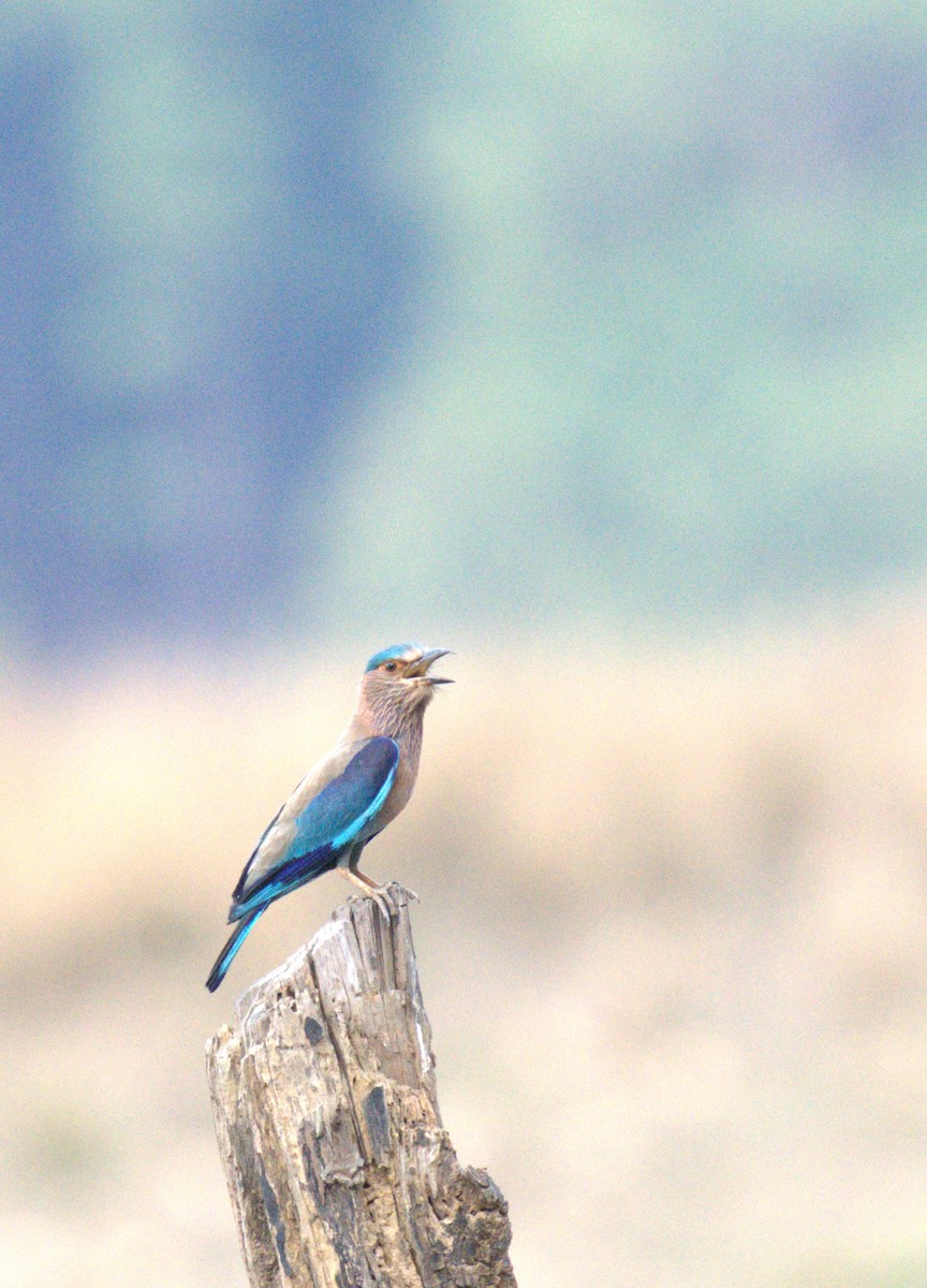 Indian Roller - ML620568005