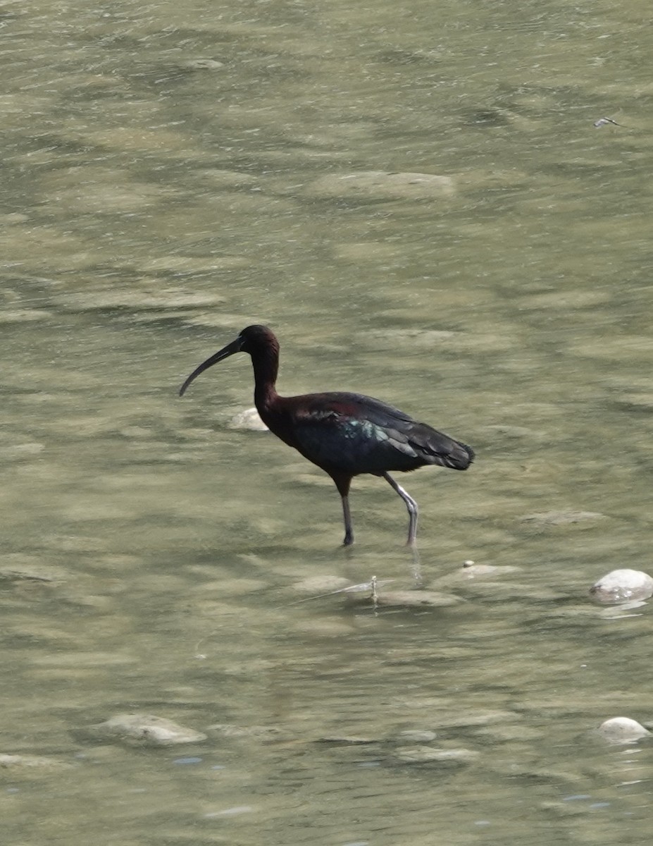 ibis hnědý - ML620568012