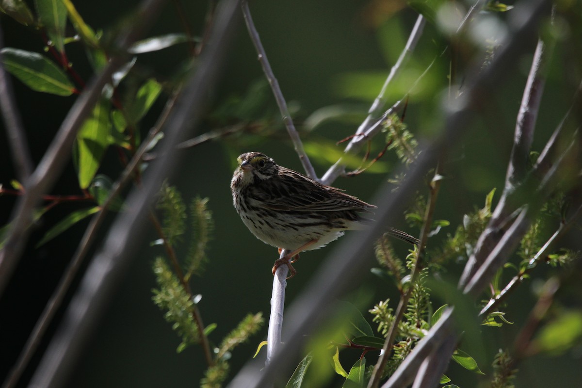 Savannah Sparrow - ML620568030