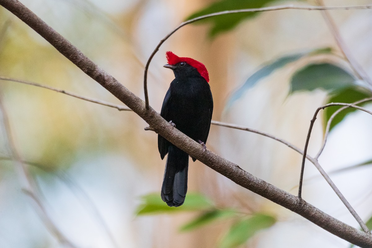 Manakin casqué - ML620568032