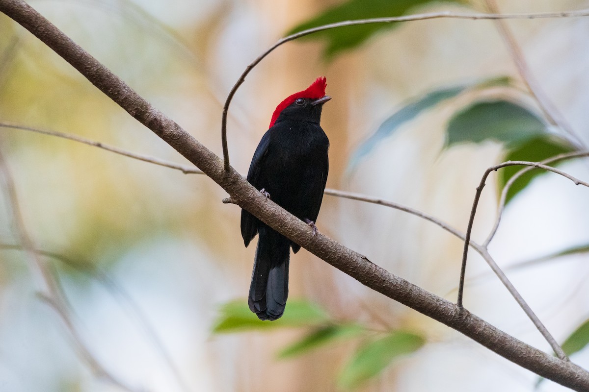 Helmeted Manakin - ML620568033