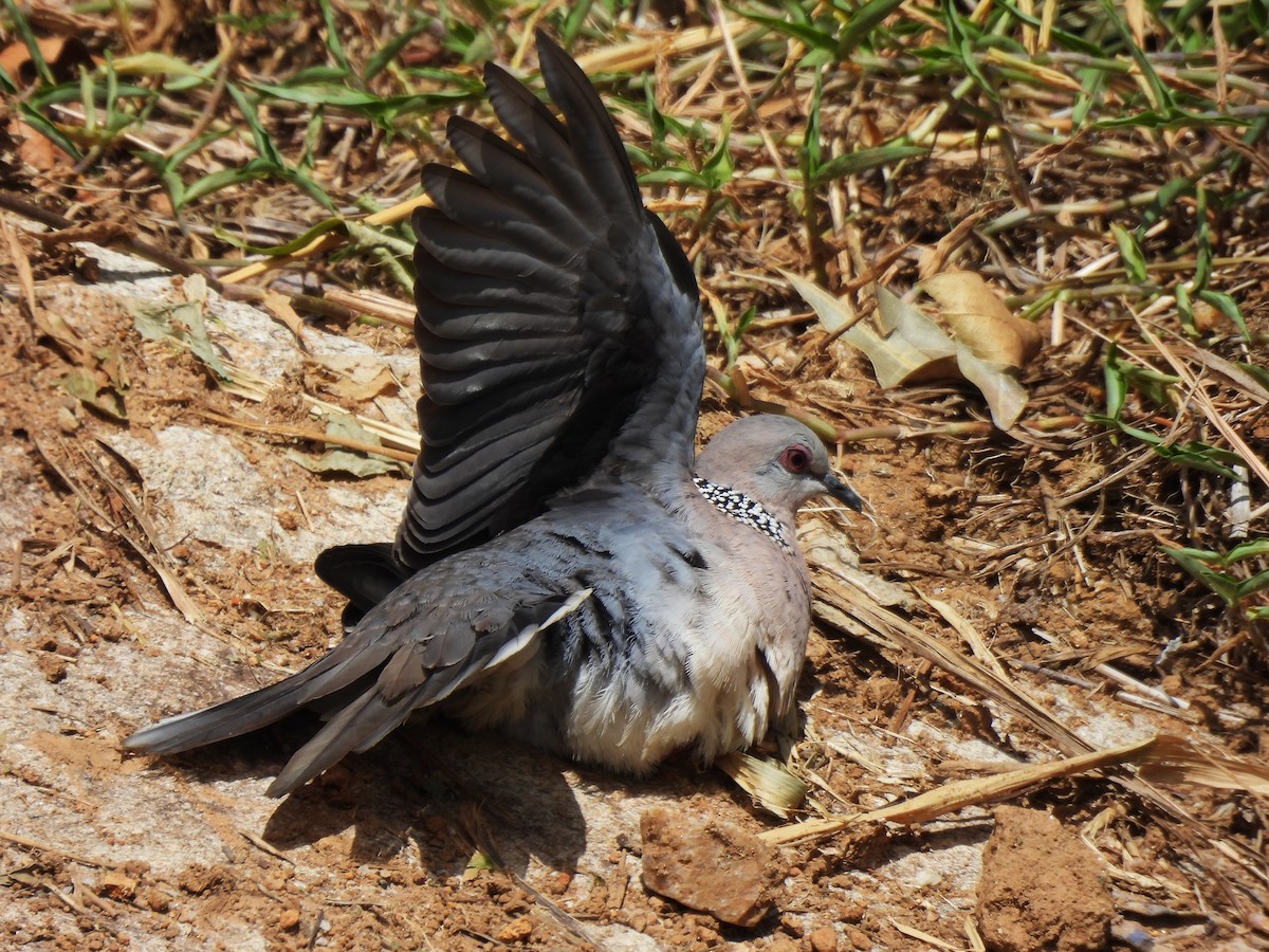 Spotted Dove - ML620568034