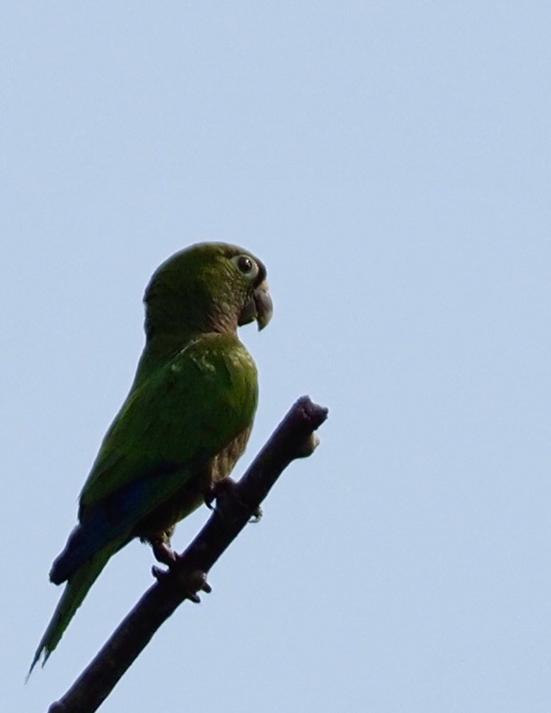 Olive-throated Parakeet - ML620568054