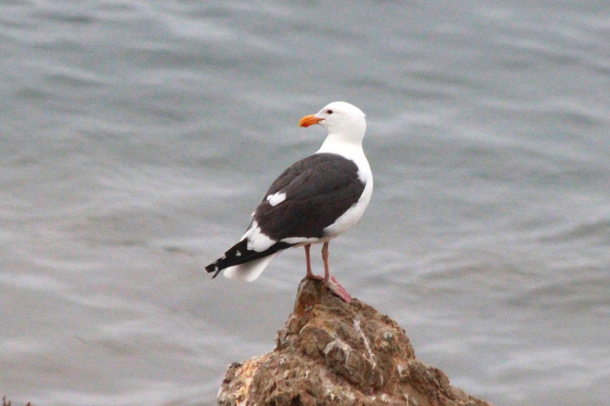 Goéland d'Audubon - ML620568055