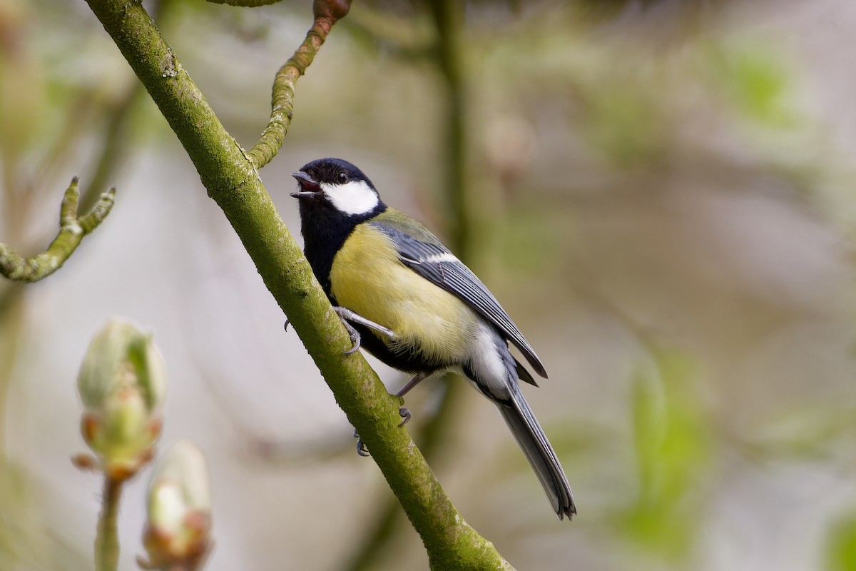 Great Tit - Jeffrey Leguit