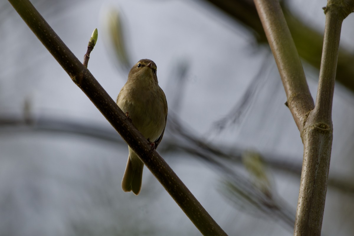 Common Chiffchaff - ML620568062