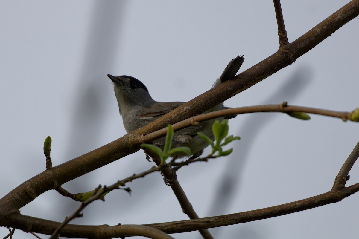 Eurasian Blackcap - ML620568064