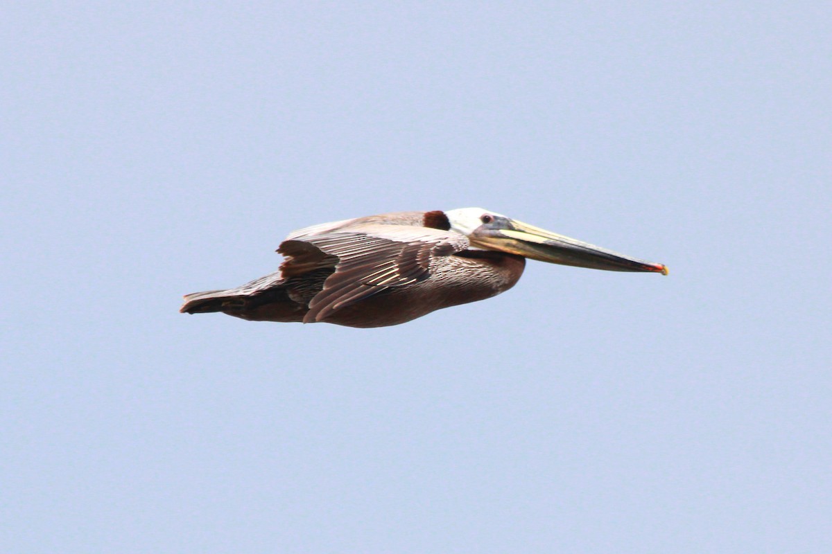 Brown Pelican - ML620568073